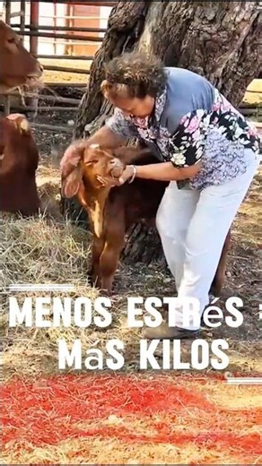 Temperament in Beefmaster is genetic. Less stress = more pounds. 6 Essentials. #MexicanBeefmaster