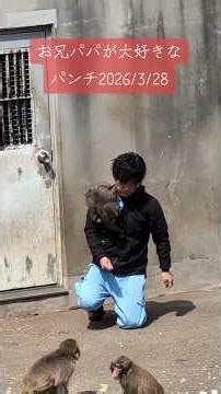 【3/28のパンチくん】お兄パパが大好きなパンチ/Big Dad's favorite punch #がんばれパンチ #パンチくん #市川市動植物園