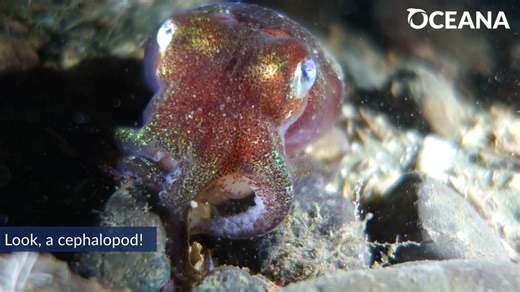 14K views · 704 reactions | Look, a cephalopod! ...but what exactly is a cephalopod, anyway?  撚 October 8th to 12th are recognized as International Cephalopod Awareness Days — a time to celebrate this group of marine animals that includes squids, octopuses, and cuttlefish. Dive in and learn all about cephalopods with our Marine Life Encyclopedia: https://oceana.ly/48QnXDR | Oceana | Facebook