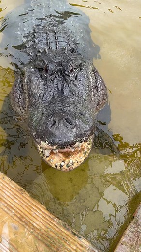 If the sound bothers you, just hit that mute button! 😂 I think that sound means he likes it, right? On a serious note, hissing means exactly what it sounds like, it’s not a friendly sound and means you’ve got an angry animal ready to bite! He’s mad I’m draining his pond to clean it, bath time is his least favorite thing 😂. More info on him from previous posts-At Everglades Holiday Park Seven is our biggest gator at EHP, he’s 10ft and likely around 350-400lbs. He gets the name 7 for a weird rea