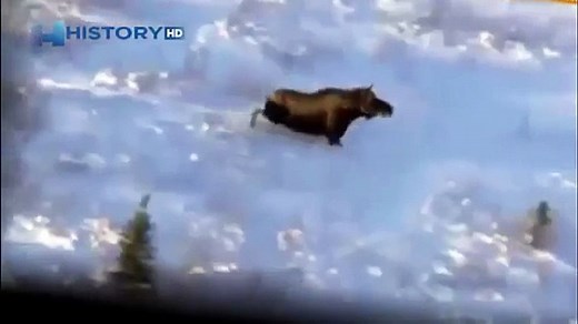 Elk killed a man. Horrific attack moose! / Animal Attacks on Human