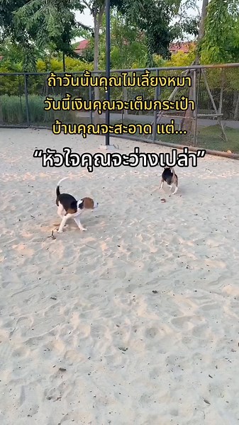 #หมาบีเกิ้ล #สัตว์โลกน่ารัก #สัตว์เลี้ยงtiktok #ทาสหมา