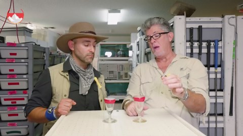 Black vs. green mambas: Snake milking