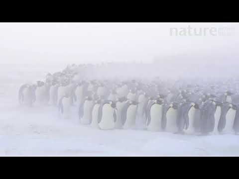 Emperor penguin males in breeding colony incubating eggs, Atka Bay, Antarctica