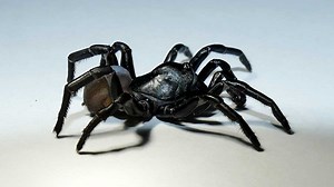 Mysterious new species of venomous spider discovered in Florida