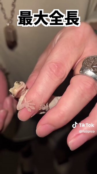 日本のヤモリの餌やりテクニック