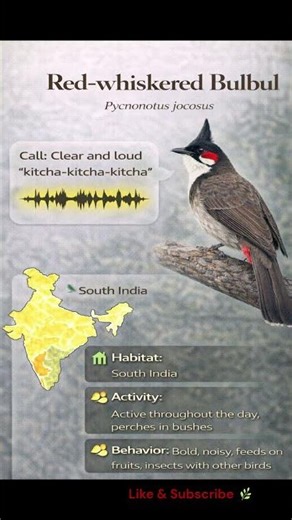 Red-whiskered Bulbul Song | Beautiful Garden Bird #nature #birdsong #birds