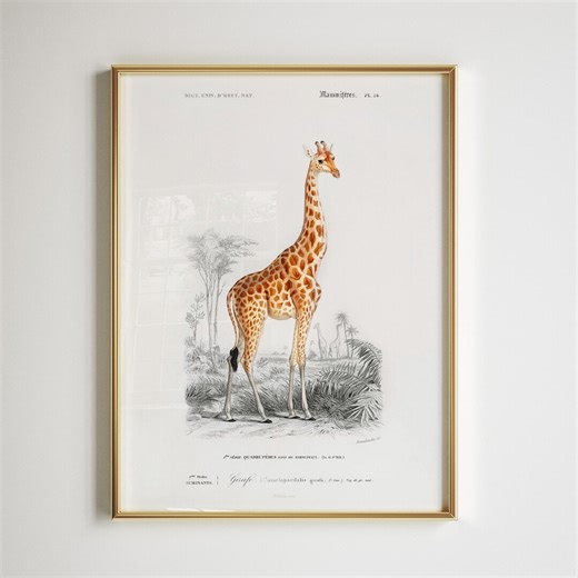 Giraffe Print | Vintage Animal Poster | Scientific Mammal Illustration | Digital Download - Etsy