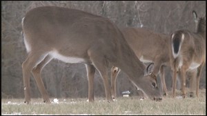 New hunting rules create mid-September antlerless hunting season in parts of WNY