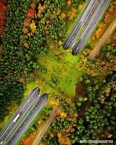 🌍 Let's celebrate #EarthDay by sharing some good news! The Dutch Veluwe nature reserve has built a wildlife overpass that allows animals like foxes, wild boars, and deers to cross safely, while also preventing collisions with vehicles. This is just one of the 70 'ecoducts' constructed in the Netherlands to reconnect nature. 🐾🌳🚗 #wildlifeoverpass #ecoduct #natureconservation #protectwildlife 🦊🐗🦌💚 | BrightVibes