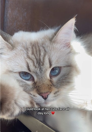 Adorable Siberian Cat Moments