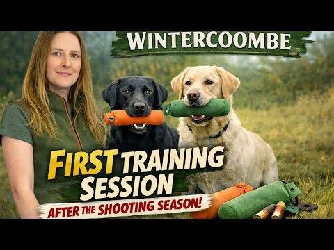 First Gundog Training Session After The Shooting Season | Labrador Retriever Training (Mic’d Up)