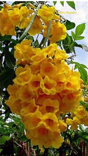 beautiful flowers #shortsfeed #flowers #nature #love #shortvideo #subscribe #comment