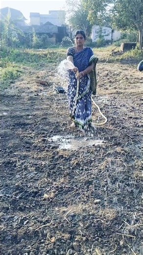 Potato Farming (ଆଳୁ ଚାଷ)#shorts #viral #farming