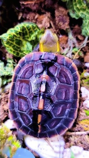 The world's first turtle named #XRPCOIN