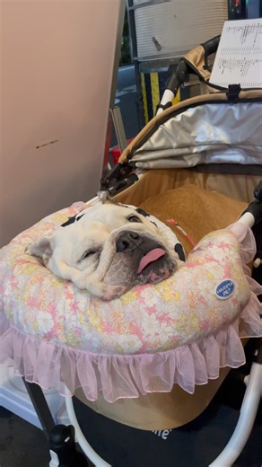 ハマってます🐶😂#short#ブルドッグ #犬のいる暮らし