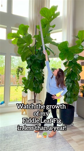 Jacquelyn Bruner | Houseplant Care on Instagram: "My fiddle leaf fig has been on a wild journey this year 🌱✨ Once I gave it a good prune in the spring, it shot up like crazy — and now it’s standing at a full 12 feet tall. Think you can top it? How tall is your fiddle leaf fig?” 🌿📏 fiddle leaf fig care | pruning fiddle leaf fig | plant growth spurt | indoor plant transformation | tall houseplants #fiddleleaffig #ficus #plantcare #pruningplants #plantgrowth #houseplantcommunity #indoorjungle #p