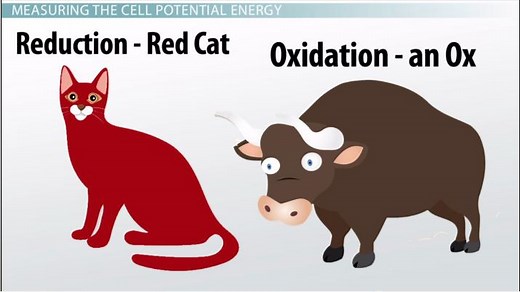 Cell Potential | Definition, Chart & Calculation