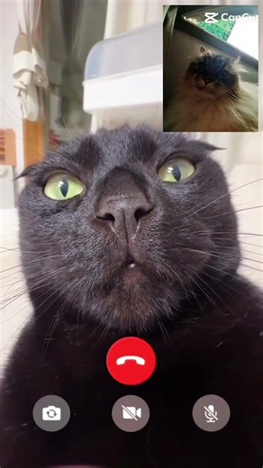 😺😺
