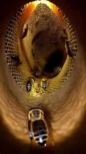 Bee POV: Inside a Massive Honeycomb Hive | Golden Honey World Revealed 🐝🍯