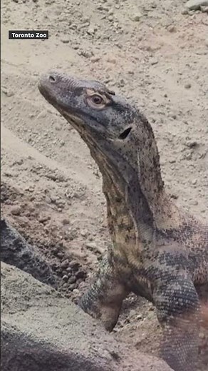 Toronto Zoo unveils names for Komodo dragon siblings