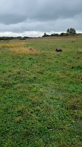 Chase time on Alver at Lunchtime for Meg and Rosie ❤️🐶 | Doggie Holiday Homes