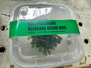 Bucephalandra Kedagang Round Mini - Pianta viva per coltura tissutale di acquari per acquascaping - Pianta acquatica epifita Buce - Aquascape Aquascaping - Etsy Italia
