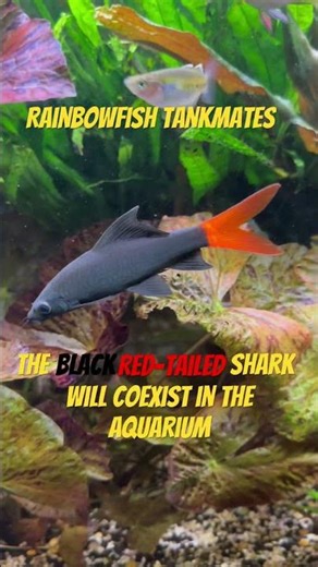 Rainbowfish Tankmates: The Black Red Tailed Shark #fishtank #tropicalfish #aquarium #aquascape