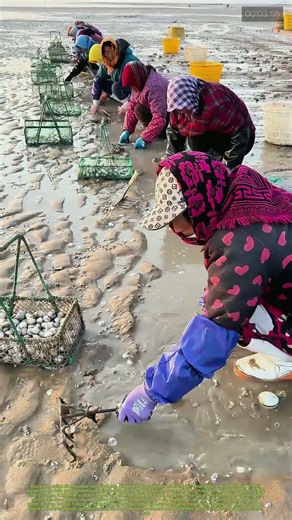 Mondnacht & Muscheln: Warum Austernjäger bei Ebbe ihre Schätze finden