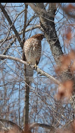a red-shouldered hawk calling. #redshoulderedhawk #raptor #shotonacanon | Greg Silva