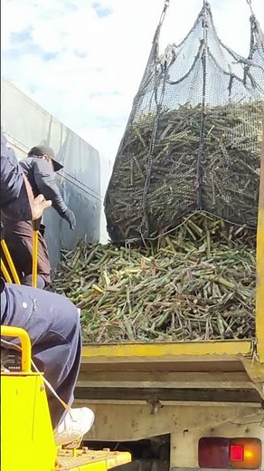 サトウキビ 積み込み作業 沖縄 2023 Sugarcane harvesting, Okinawa, Japan
