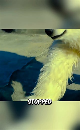 The Zoo Where Animals Are Actually People ! 🐻🤯 | Ethan home03