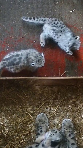 🧡 It's playtime for Spot and Stripe! 🎉 This week we have launched our competition to name our snow leopard cubs, go to the link in bio to enter! #cubs #play #playtime #snowleopard #snowleopardcub #baby #fluffy #cute | The Big Cat Sanctuary