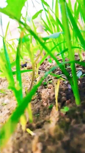 aaisan milal blam ki hm naj karilr #bhojpuri #trending