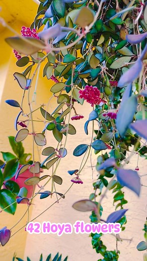 My 5 years old hoya Burtoniae have 42 flowers😁 #fb #plantsmakepeoplehappy #hoya #fblifestyle #fbreelsvideo #fbreelsfypシ゚ #plants | CorysGarden