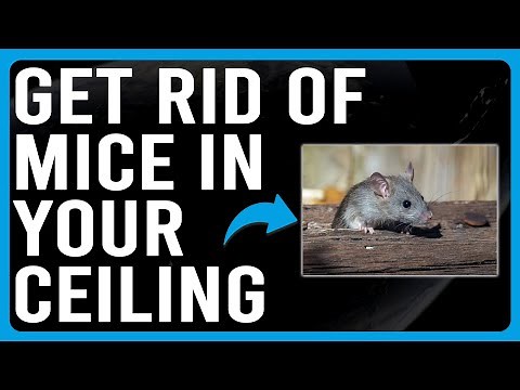 How To Get Rid Of Mice In Your Ceiling (How To Get Mice Out Of The Ceiling)
