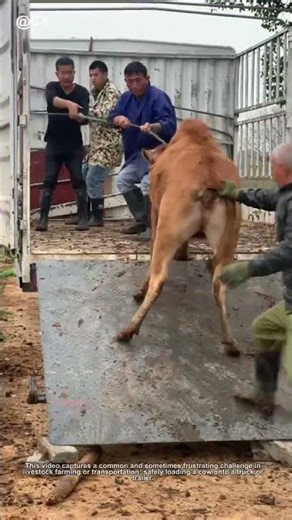 How to Load a Cow onto a Truck! 🐄 | Farm Life Hack
