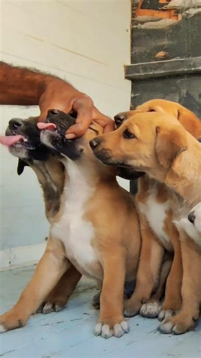 Feeding Starving Motherless Puppies 🐶💔 | Emotional Rescue #shorts