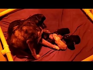 Mother dog giving birth to puppies! This is a live video of a rescued dog giving birth! DAY 2!