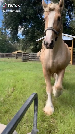 Here comes the King #budwesier #clydesdale #stomp #horsepower