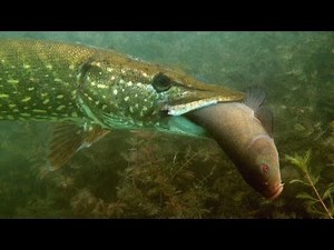 Tauchen im Glienicker See (1)