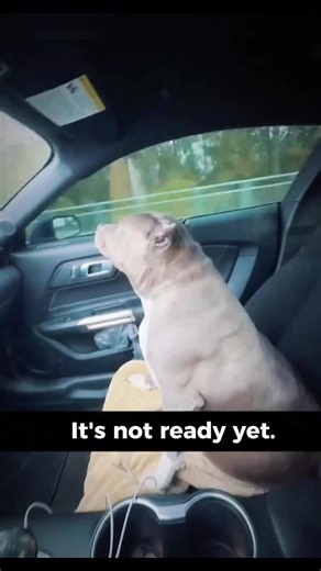 Understanding the Pitbull Core Personality Traits