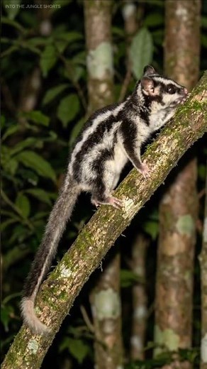 Striped Possum – One of the Rarest Animals on Earth 🐾🔥