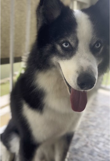 Mobile Pet Grooming Services in Trinidad and Tobago