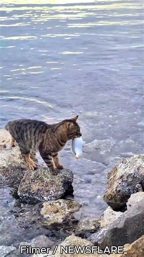 Streetwise Hunter: Skilled Tabby Cat Hooks Fish with His Paw in Türkiye