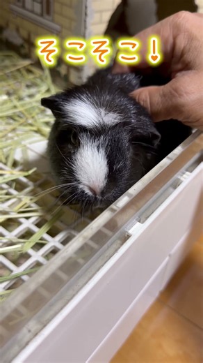モルモットの可愛さを伝えるエキゾチックアニマル。多頭飼いのゲイ！