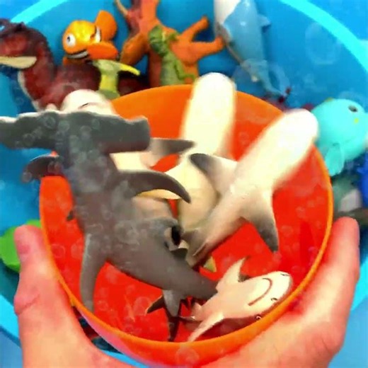 Mako Shark Egg Surprise – Plus Hammerhead, Blacktip & Gray Reef Sharks!