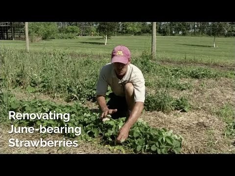 Renovate your strawberries to prepare them for next year