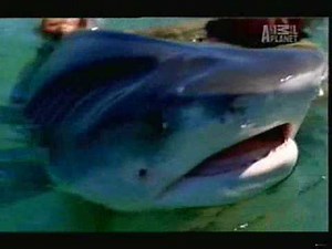 Crocodile Hunter - Tiger Sharks (Part 5/5)