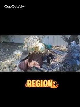 White rabbit and hyaenic beasts #beyondthehomogeneous